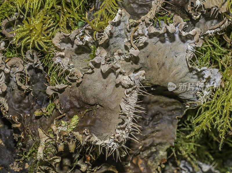 Peltigera membranacea是Peltigeraceae的一种地衣真菌，具有叶状生长模式，发现于阿拉斯加。锡特卡的声音,阿拉斯加。